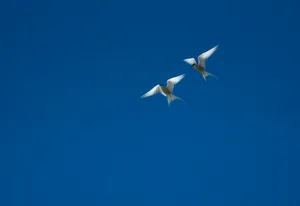 Ptaki, które spotkasz nad Jeziorem Łabędź – przewodnik dla amatorów birdwatchingu